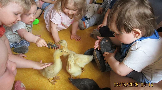 Kleine Entenküken sorgten in der Kinderkrippe „Anne Frank“ für große Interesse.