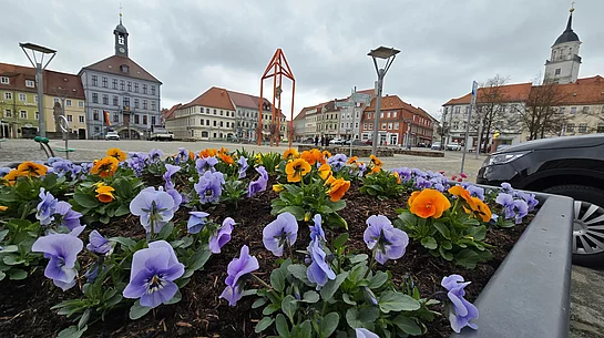 Frühlingsbepflanzung am Bischofswerdaer Altmarkt Frühlingsbepflanzung am Bischofswerdaer Altmarkt